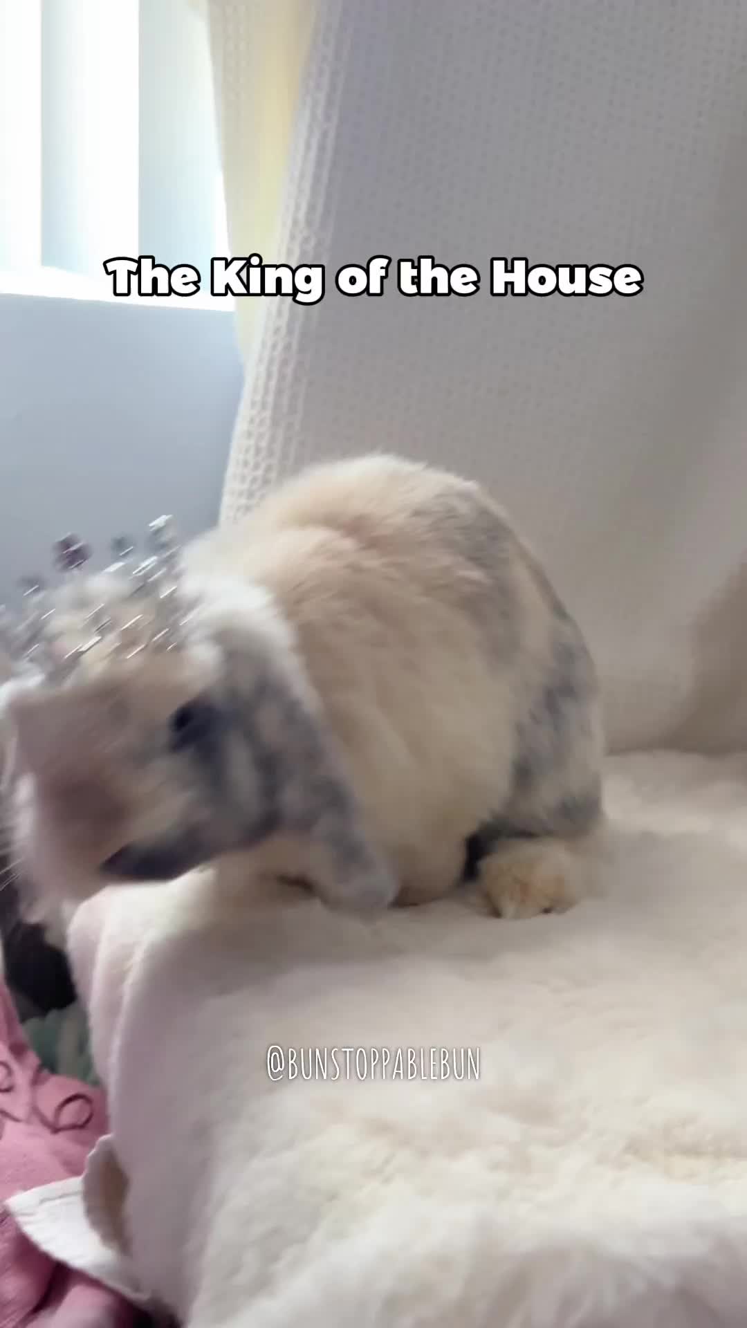 @BunBun, Mochi🌈, Chewy