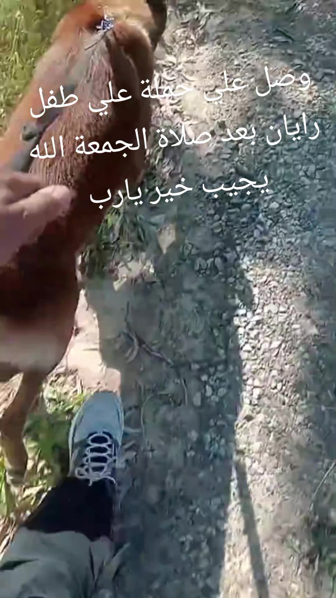 @امين