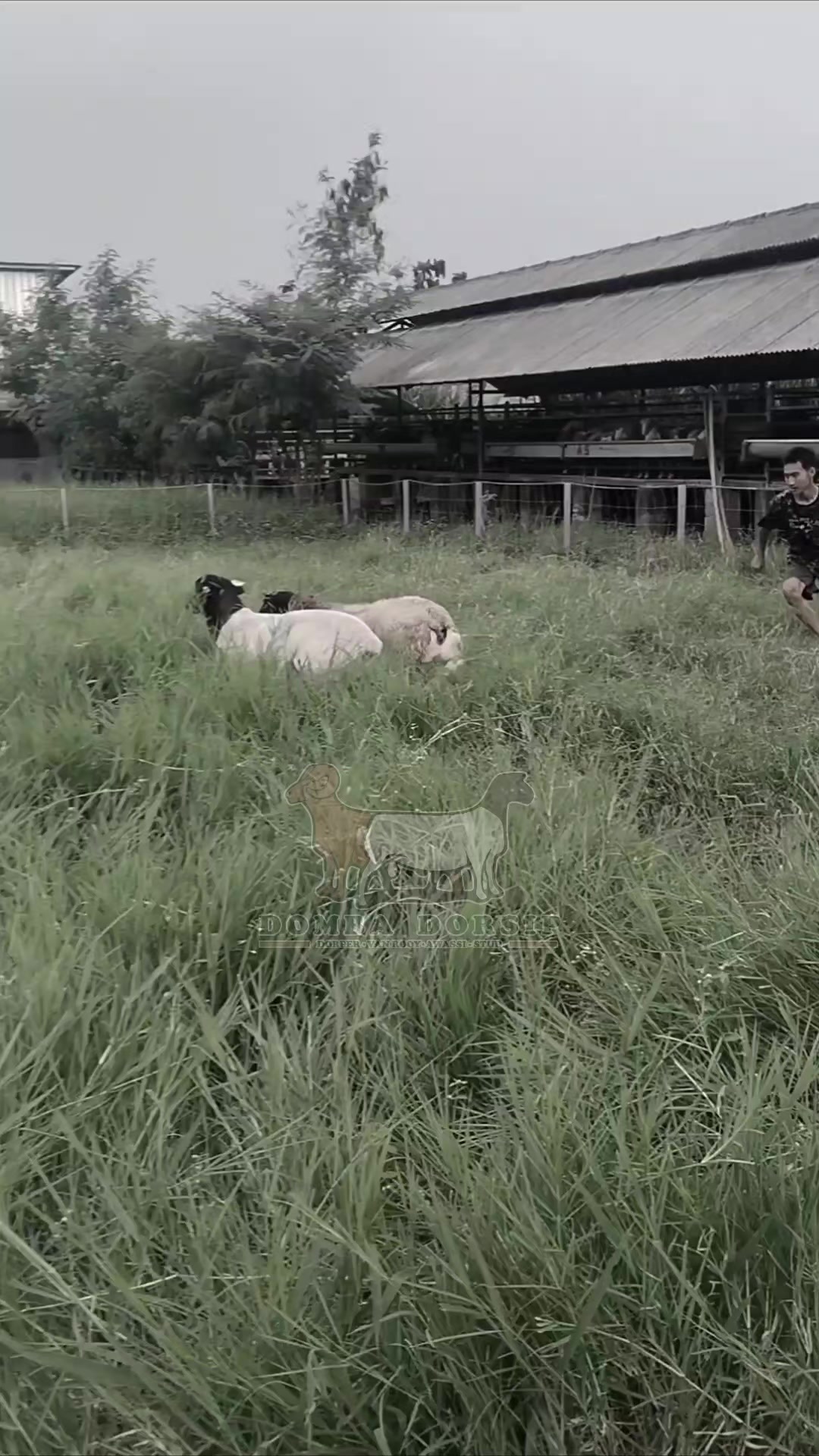 @Kambing Burja Official