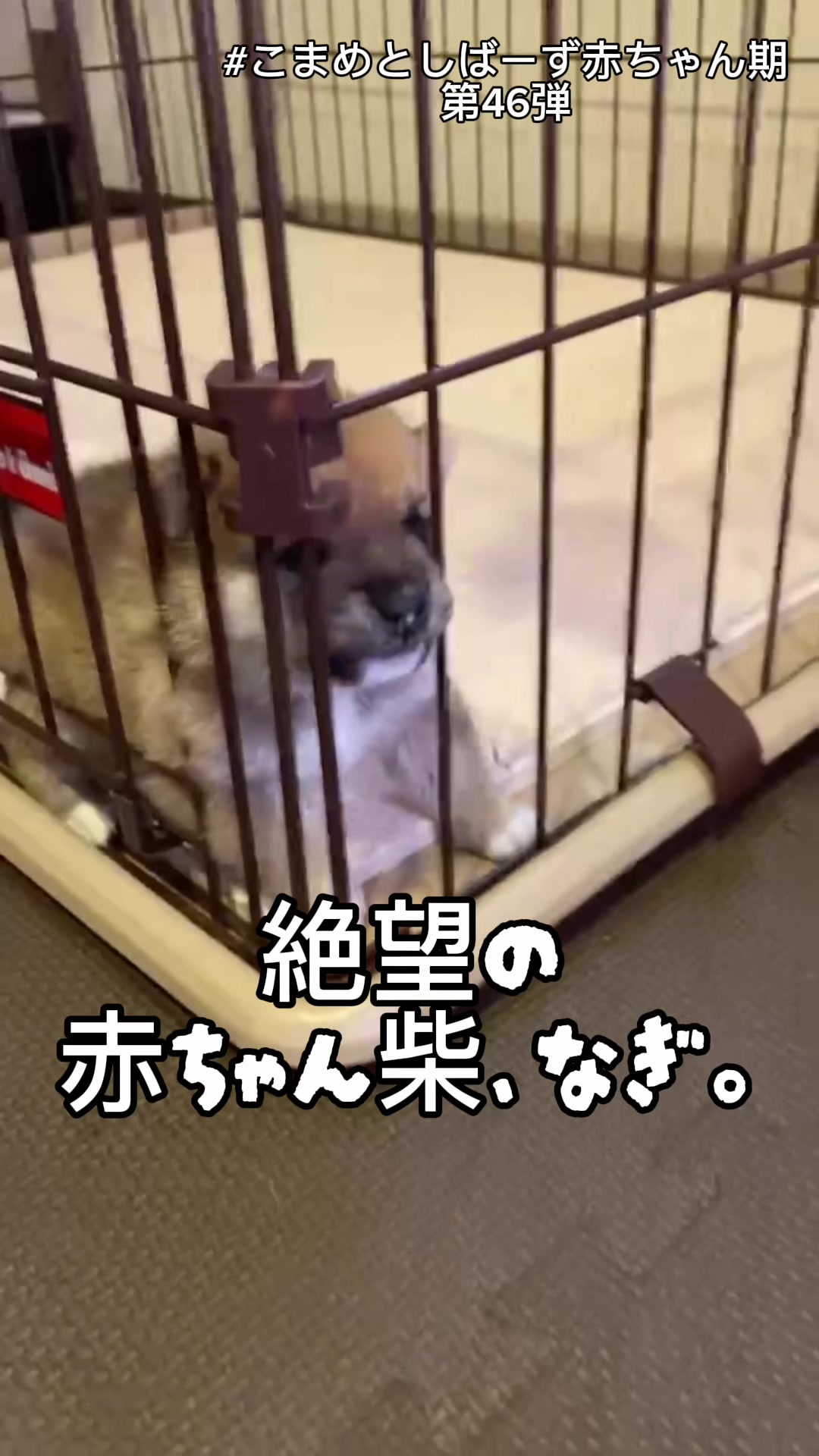 @こまめとしばーず🐾