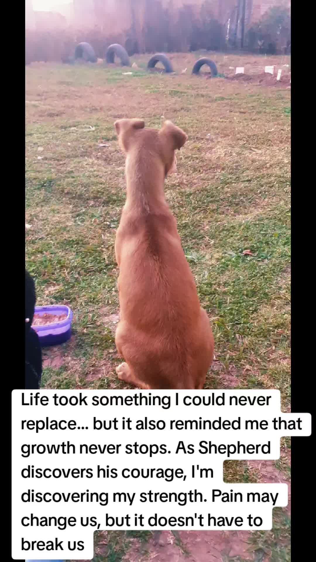 @LifeWithSummerAndShepherd