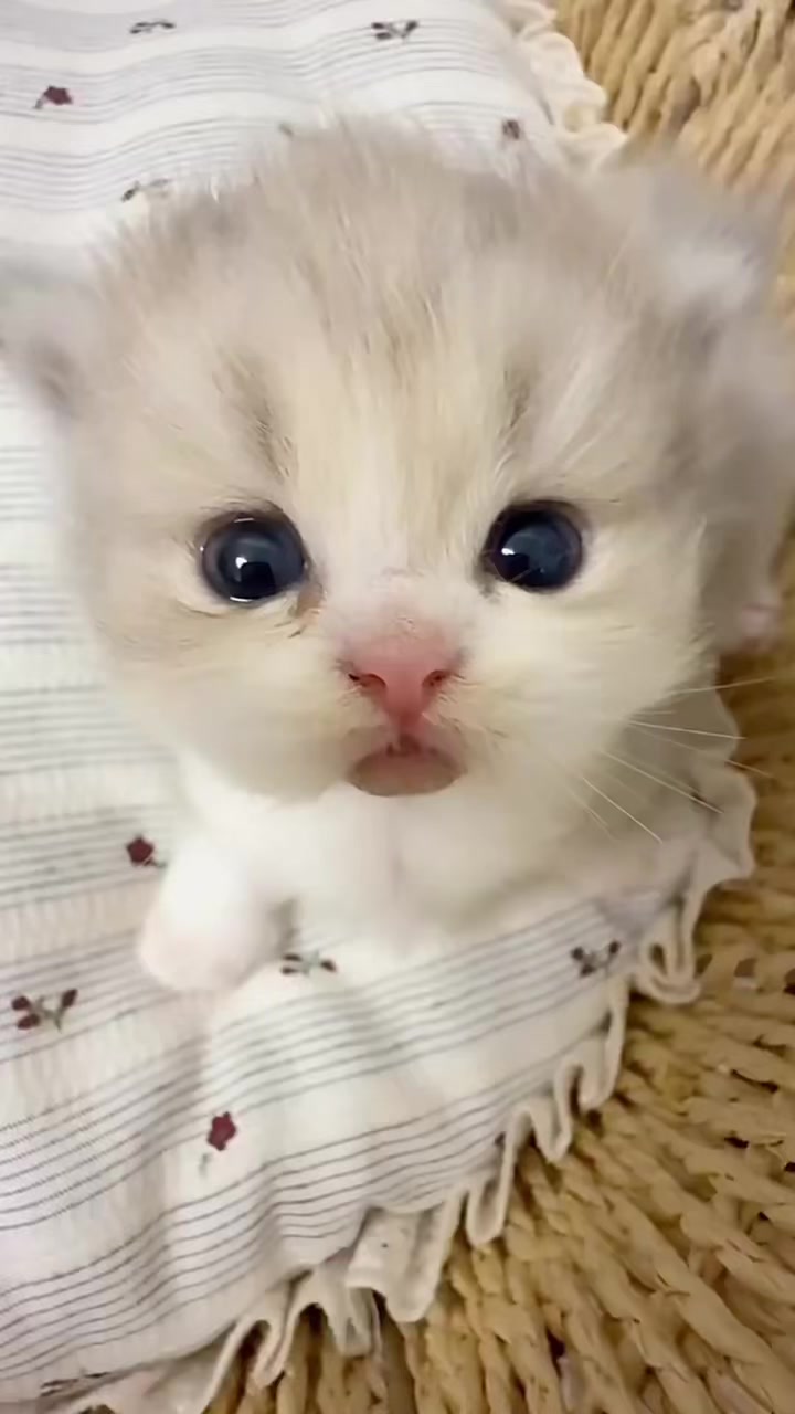 @catbosssss