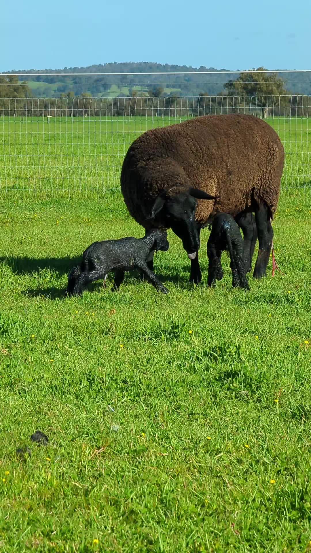 @Gardin Park Babydoll Sheep