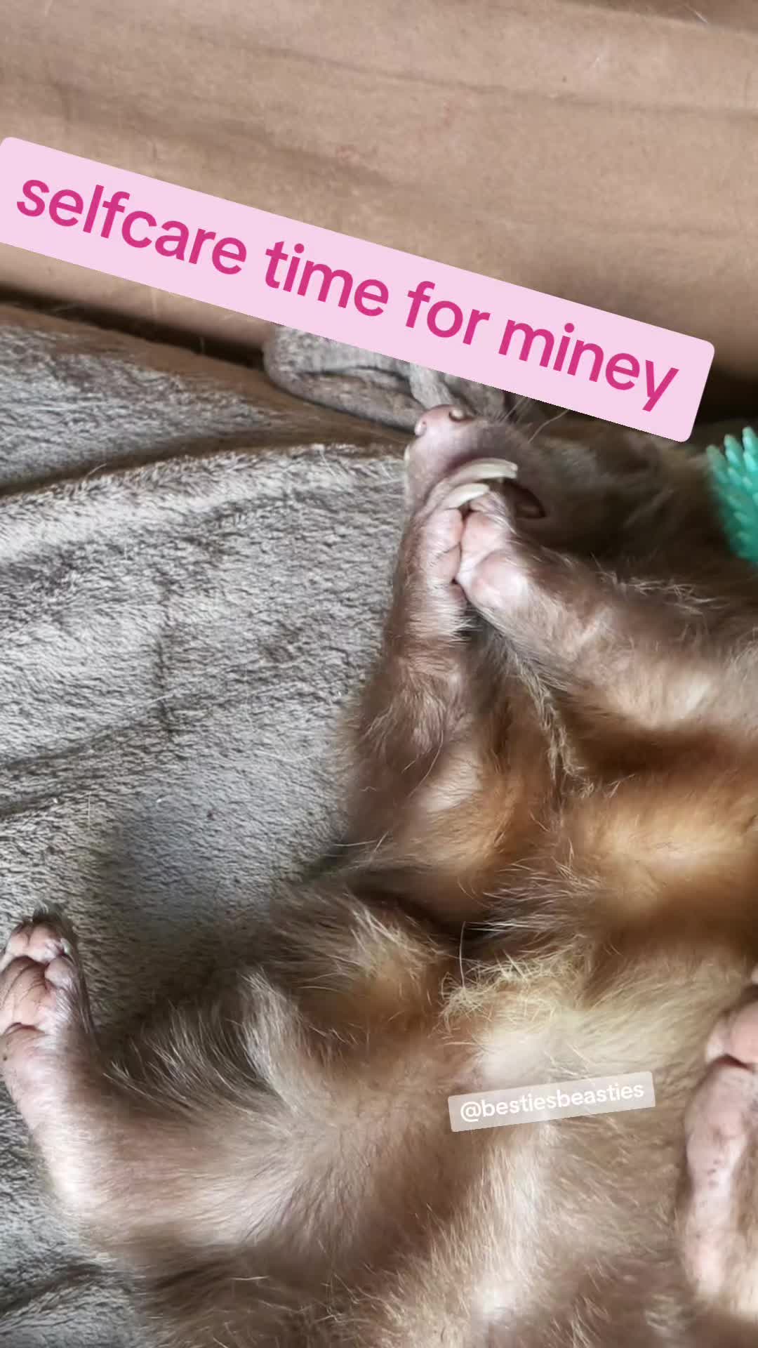 @Bestiesbeasties