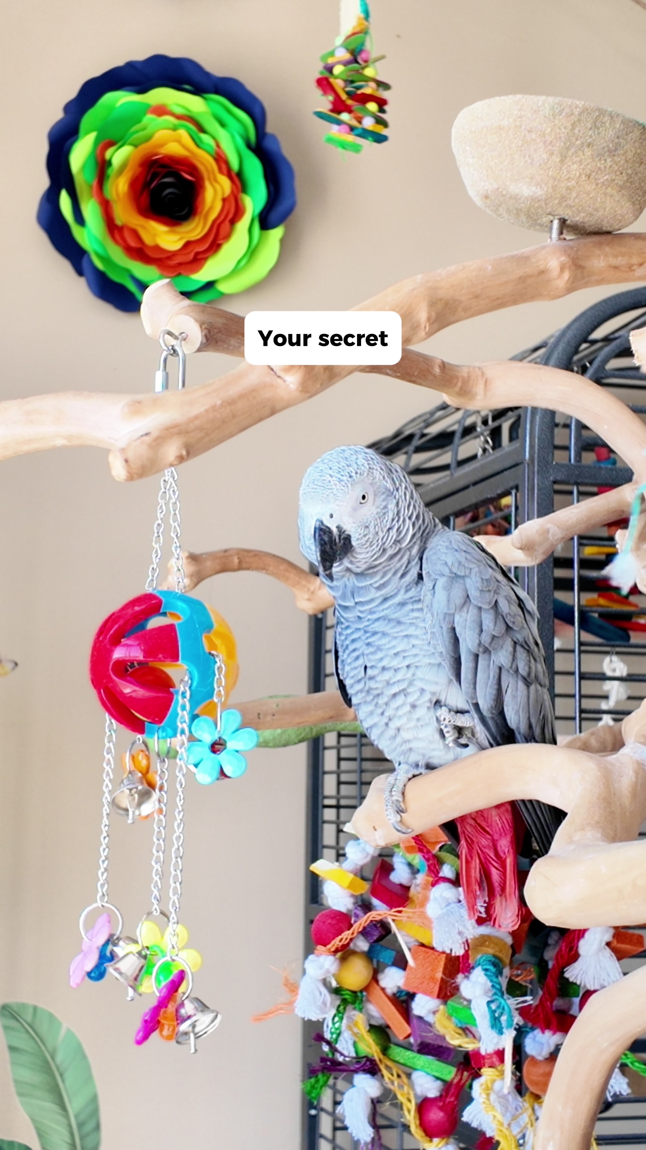 @Gizmo The Grey Bird
