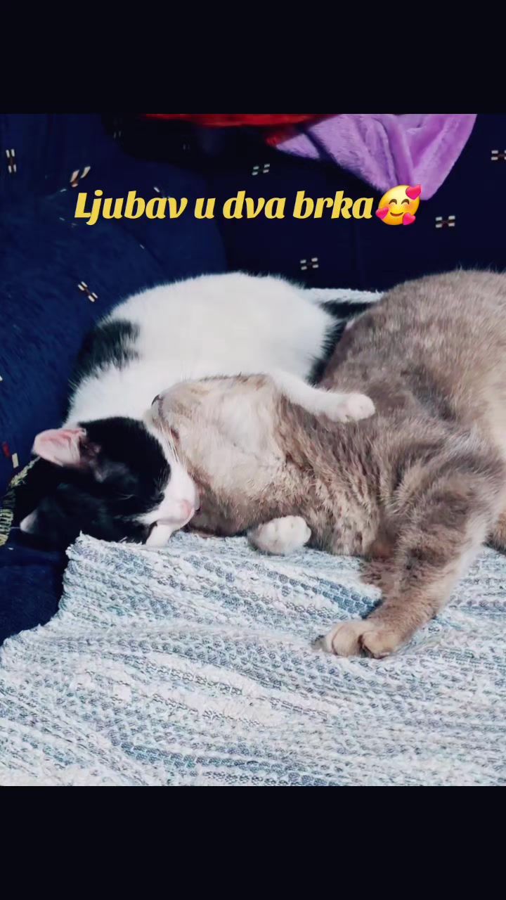 @ₛₗₐₜₖₐ ₘₐₗₐ ᵢzᵥᵣₙᵤₜₐ ₜₒᵣₜₐ🍒