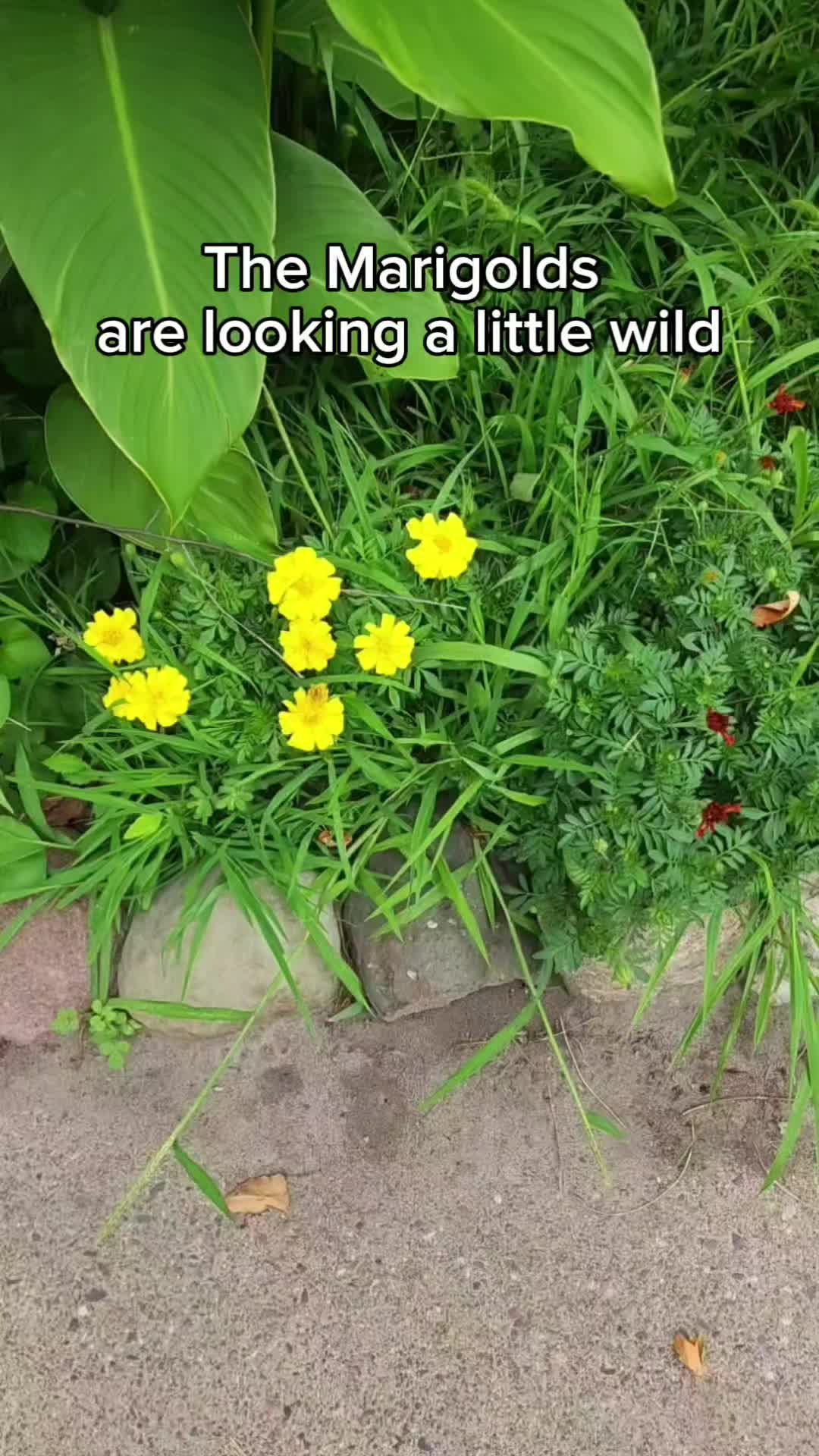 @Alicia ✨️🌱🐛