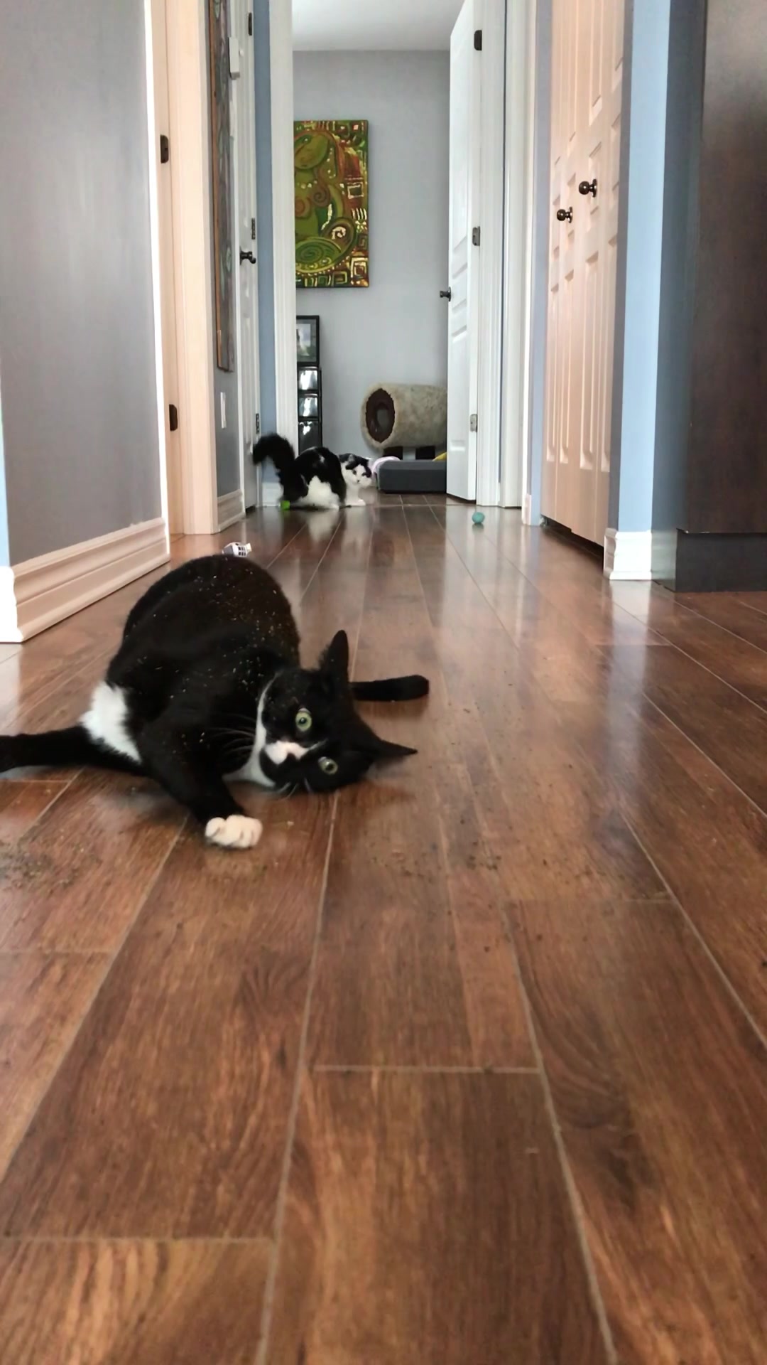 @The Oreo Cat