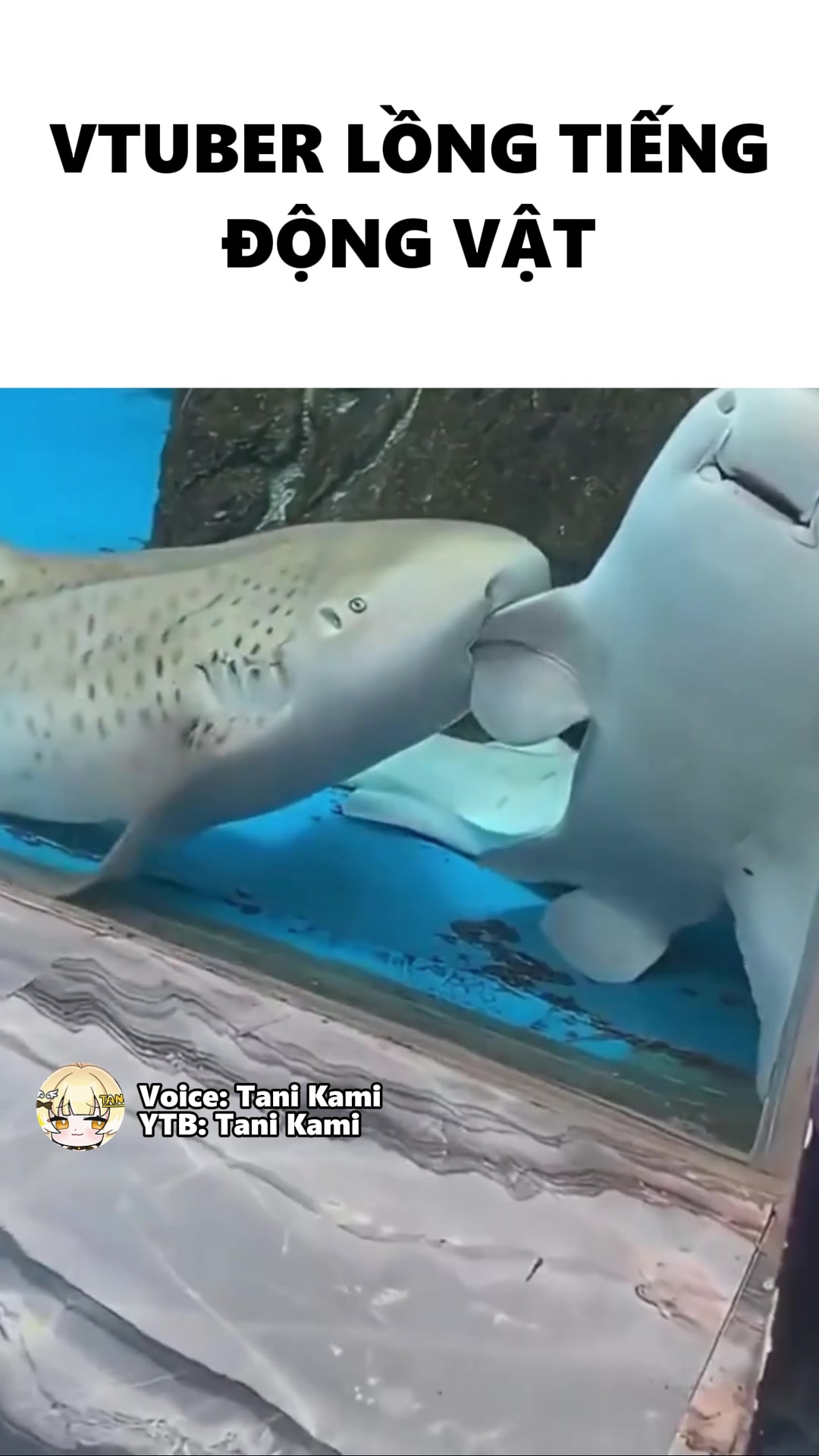 @Tani Kami 🐹