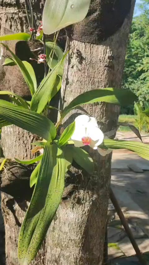 @Sítio Encanto das Orquídeas