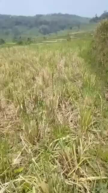 @Rajawali Sakti