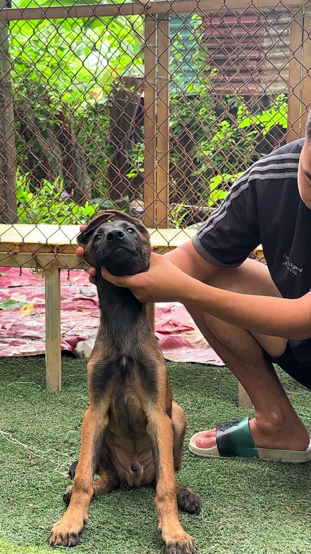 @Hồng long bi&ecirc;n malinois