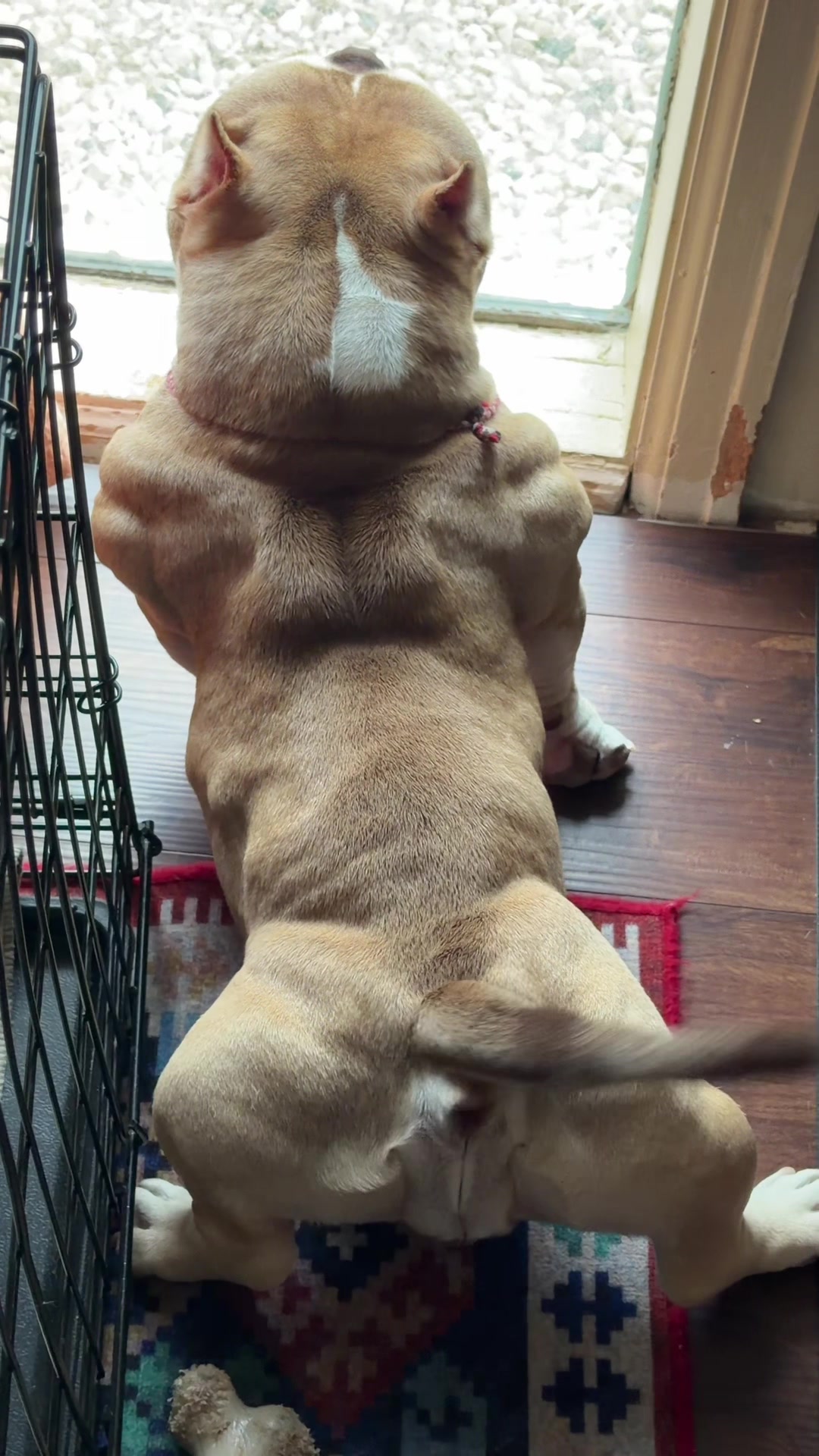 @🐾PT_920bullies🐾