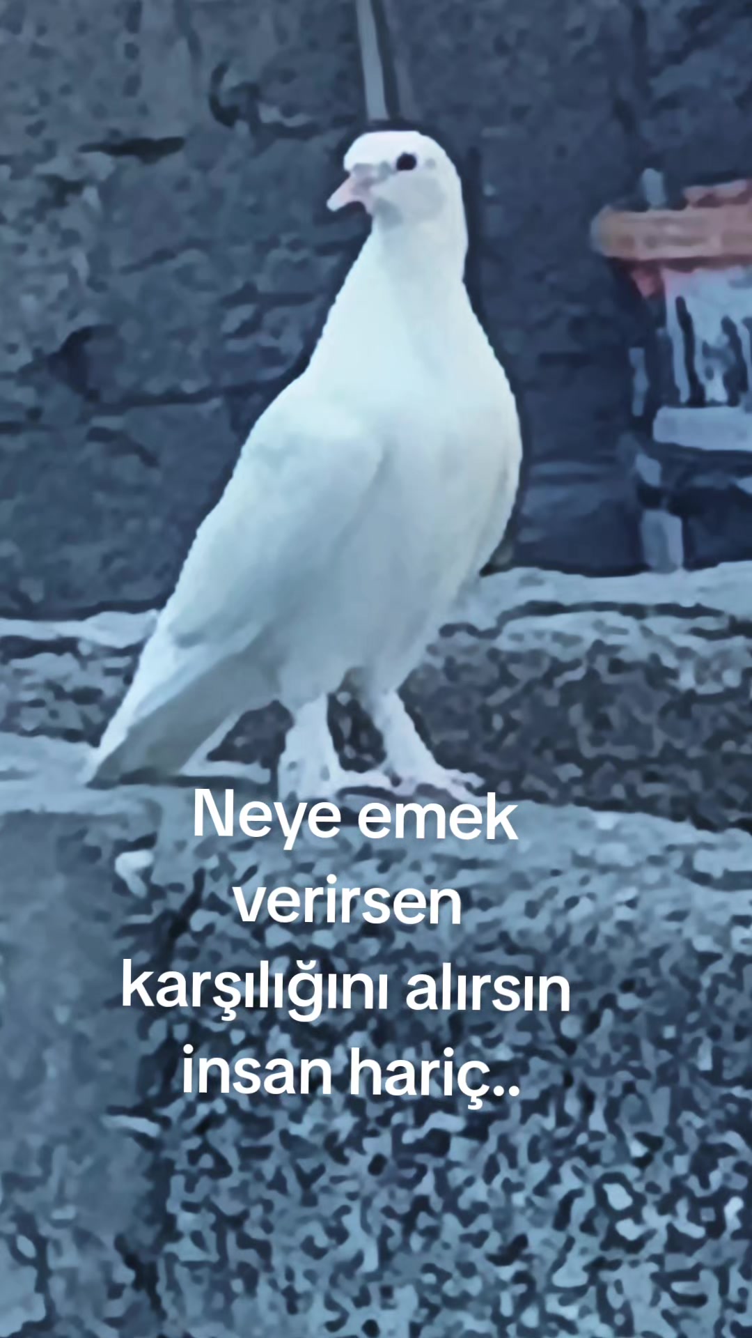 @Alican aydın