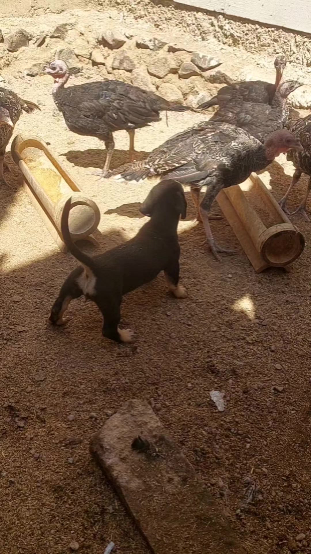 @Cileunyi Rabbit