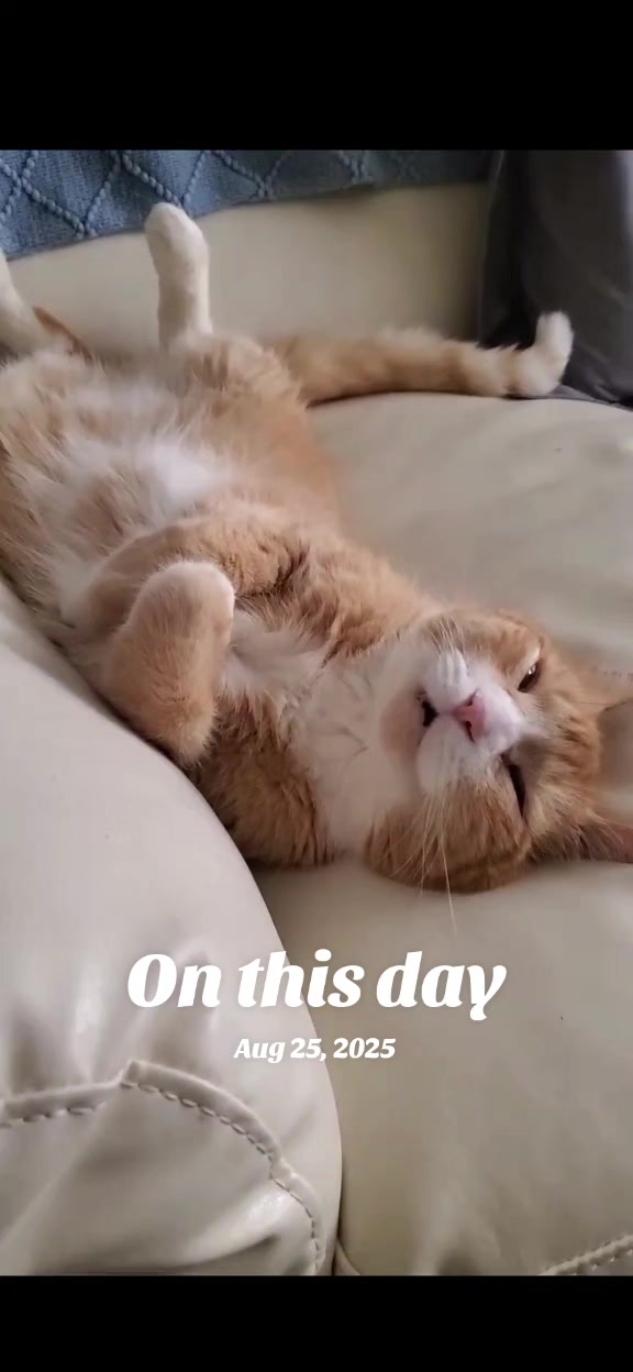 @Kit Kat 🐱🔞🐅⚫️🦢