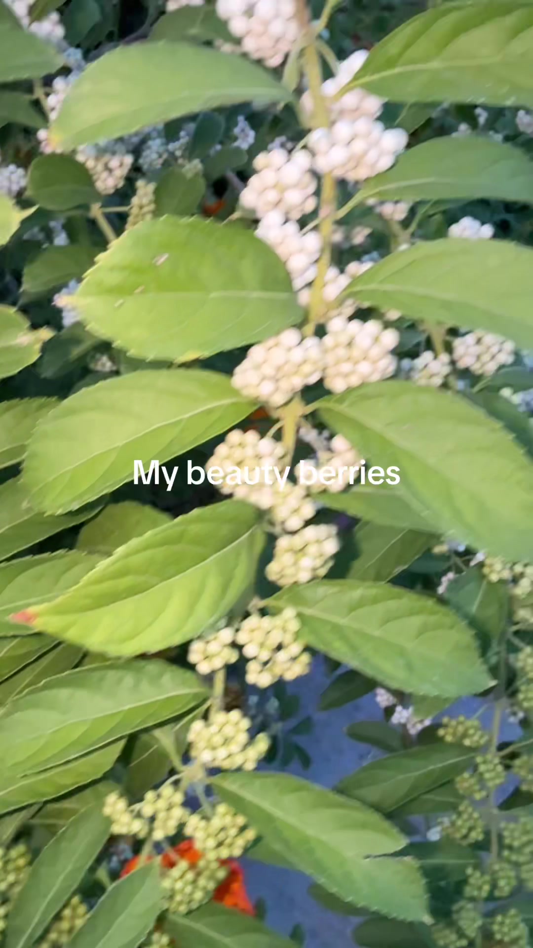 @YGarden
