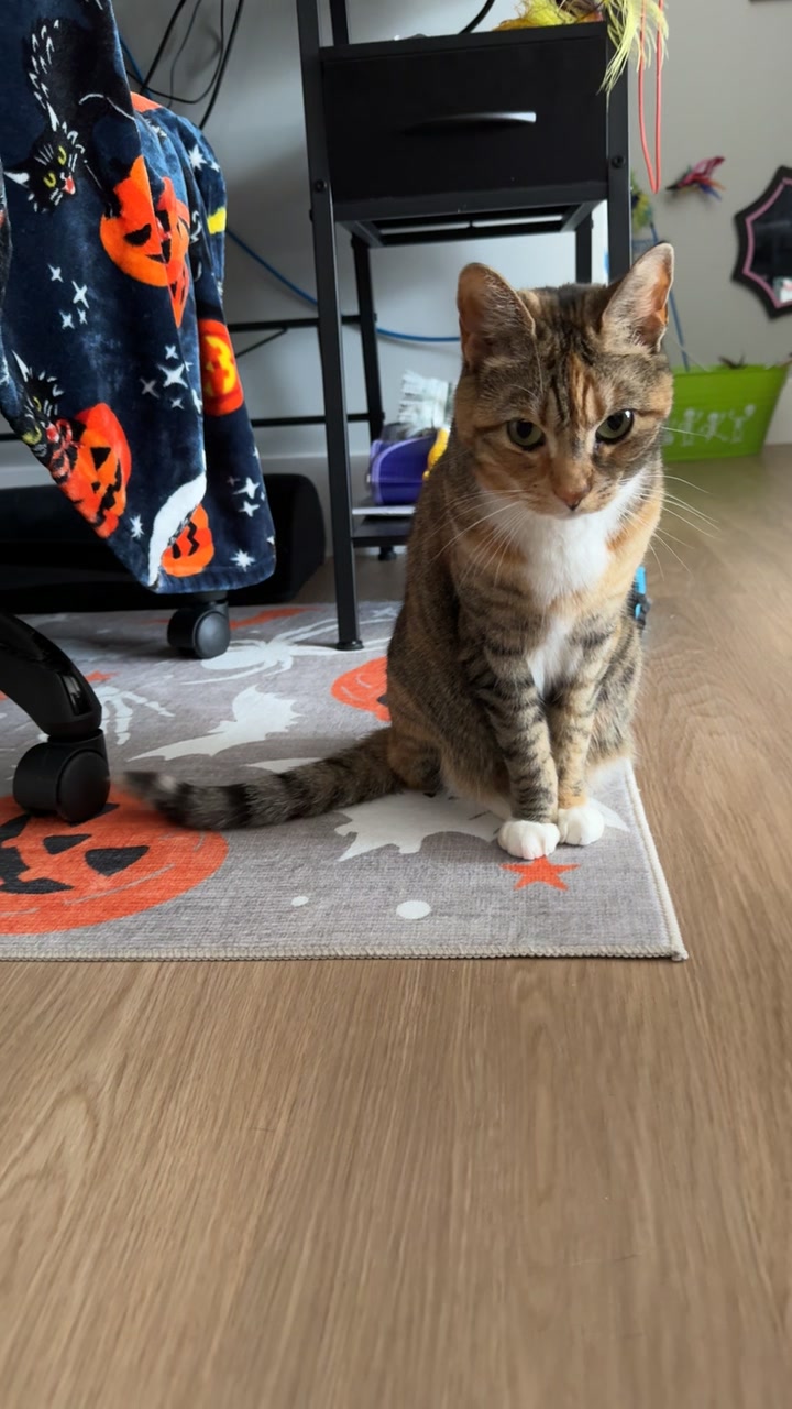 @tattooed_catlady🖤