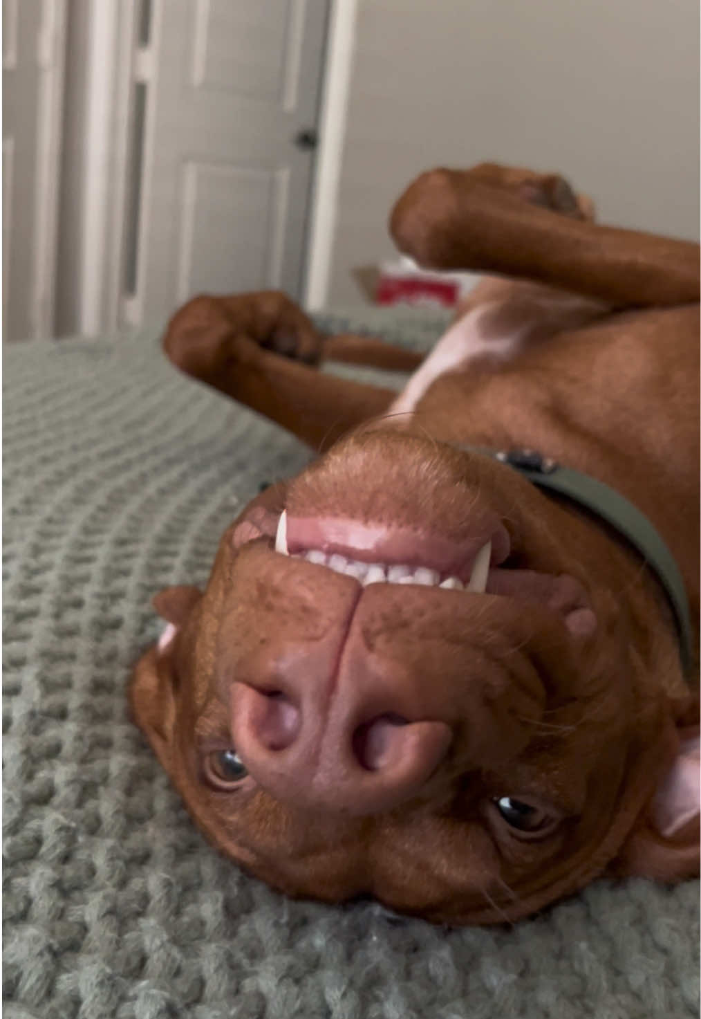 @waylonthevizsla