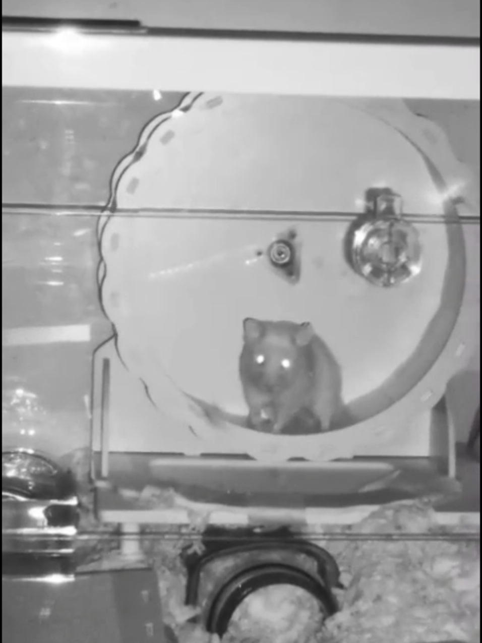 @Diariodeunhamster❤️🐹