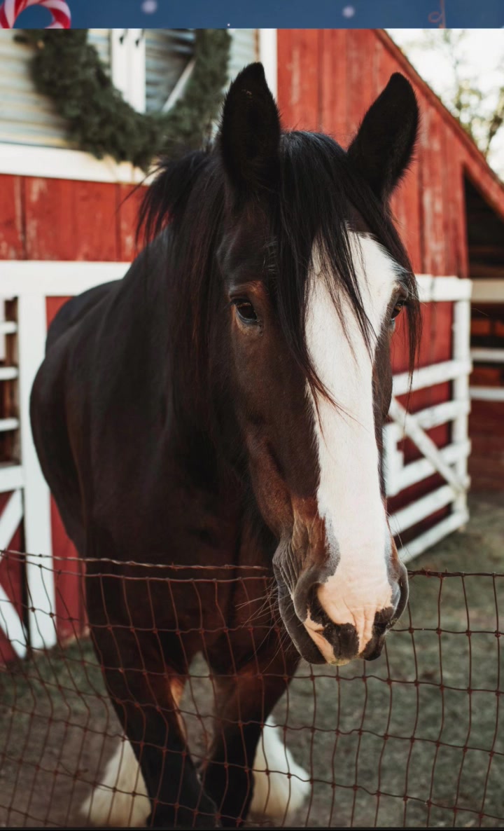 @Winston James The Clydesdale
