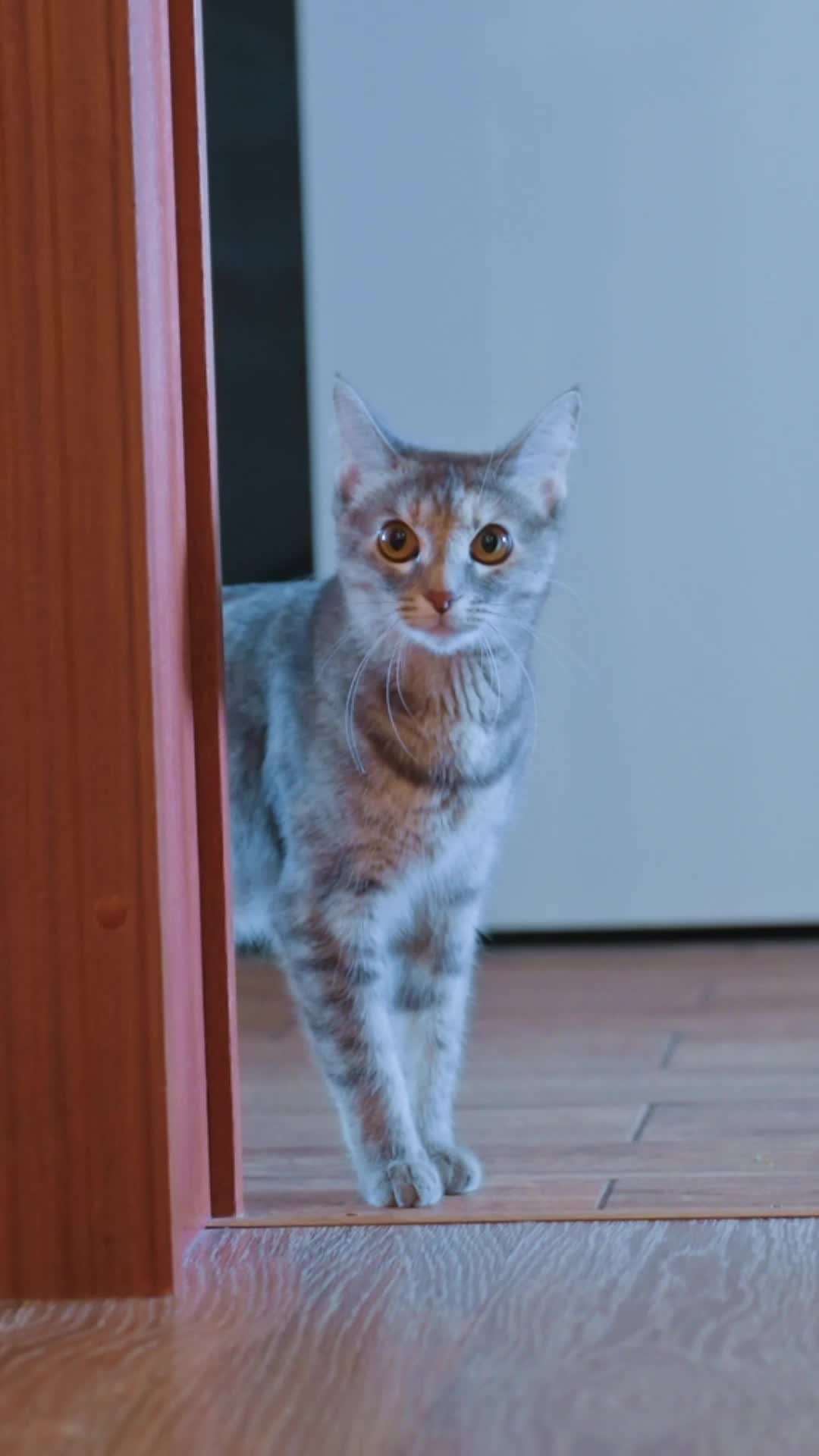 @Petody