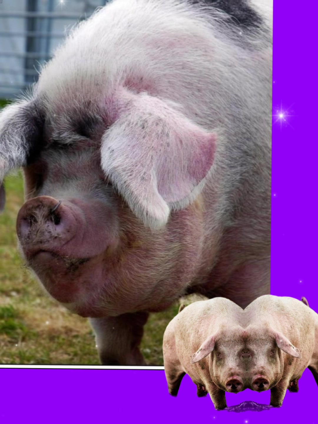 @биг свин🐖