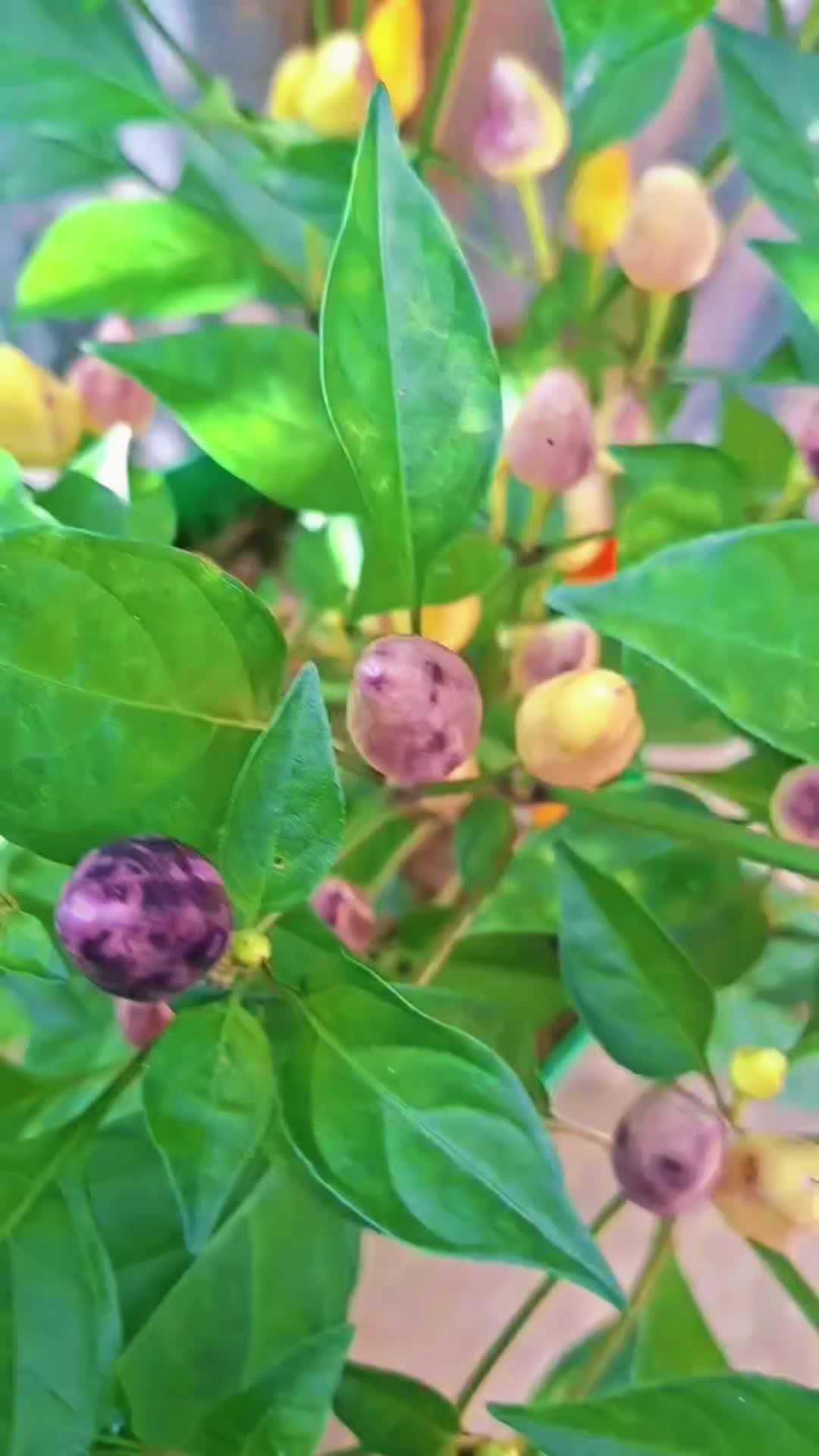 @Sujanlimbu27