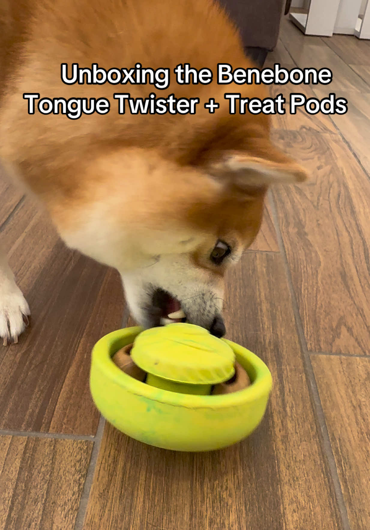 @Flock of Shibas 🐕🐕🐕