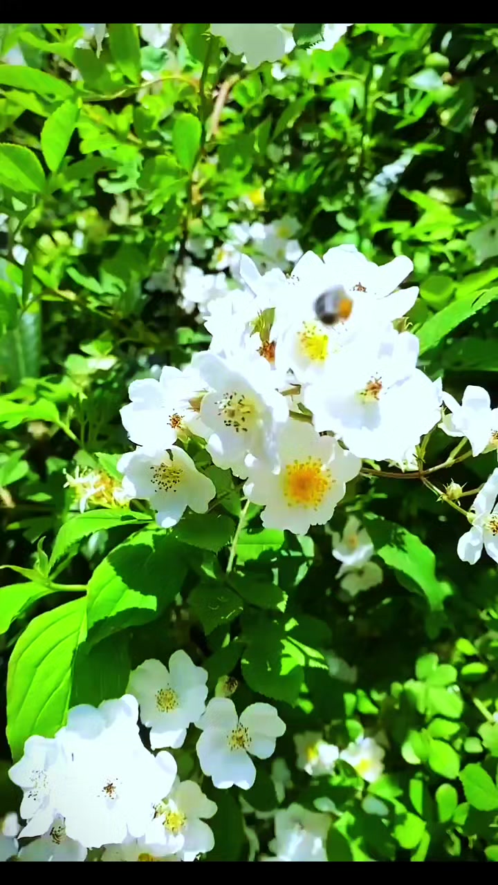 @꧁༒☬Alexৡ☬༒꧂