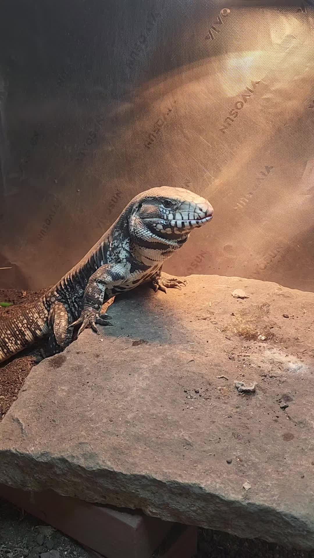 @Ballard’s Reptiles
