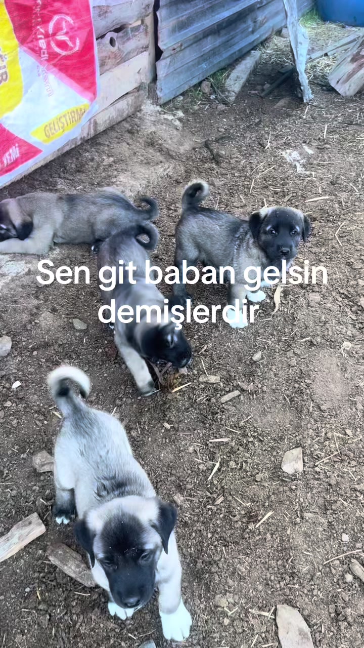 @Alperen Eser25