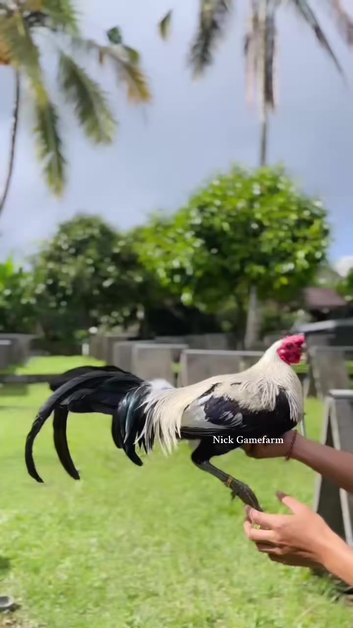 @NICK GAMEFARM