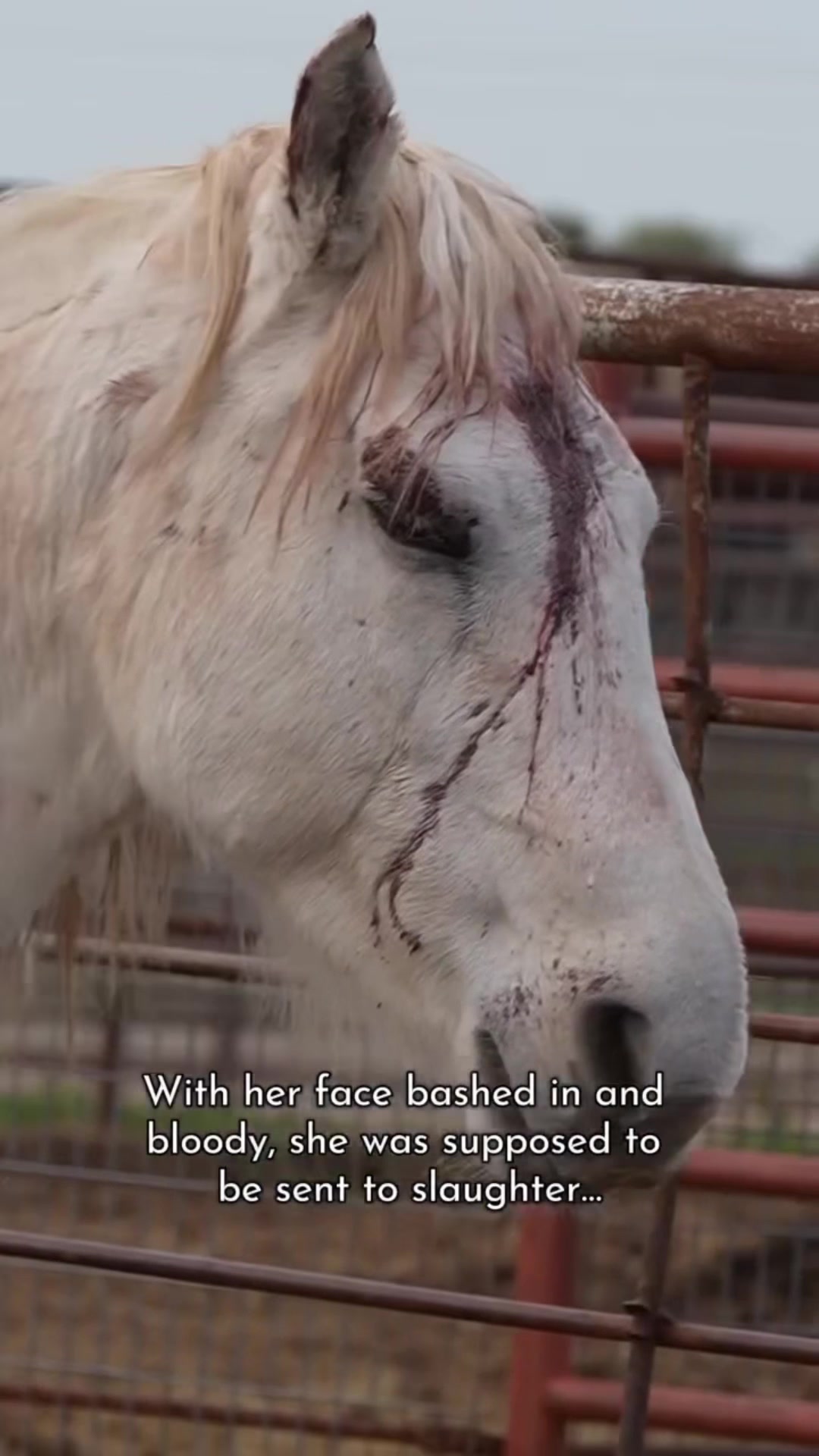 @maverickhorserescueorg