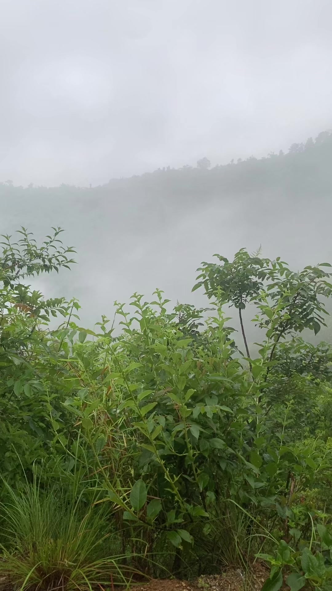 @थानेश्वर ज्ञवाली