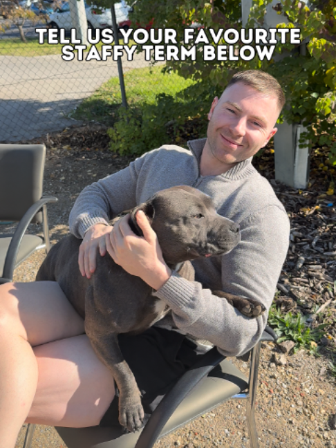 @Happy Staffy Co