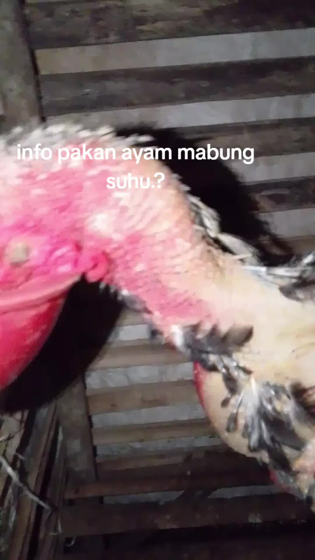 @kandang dusun fram
