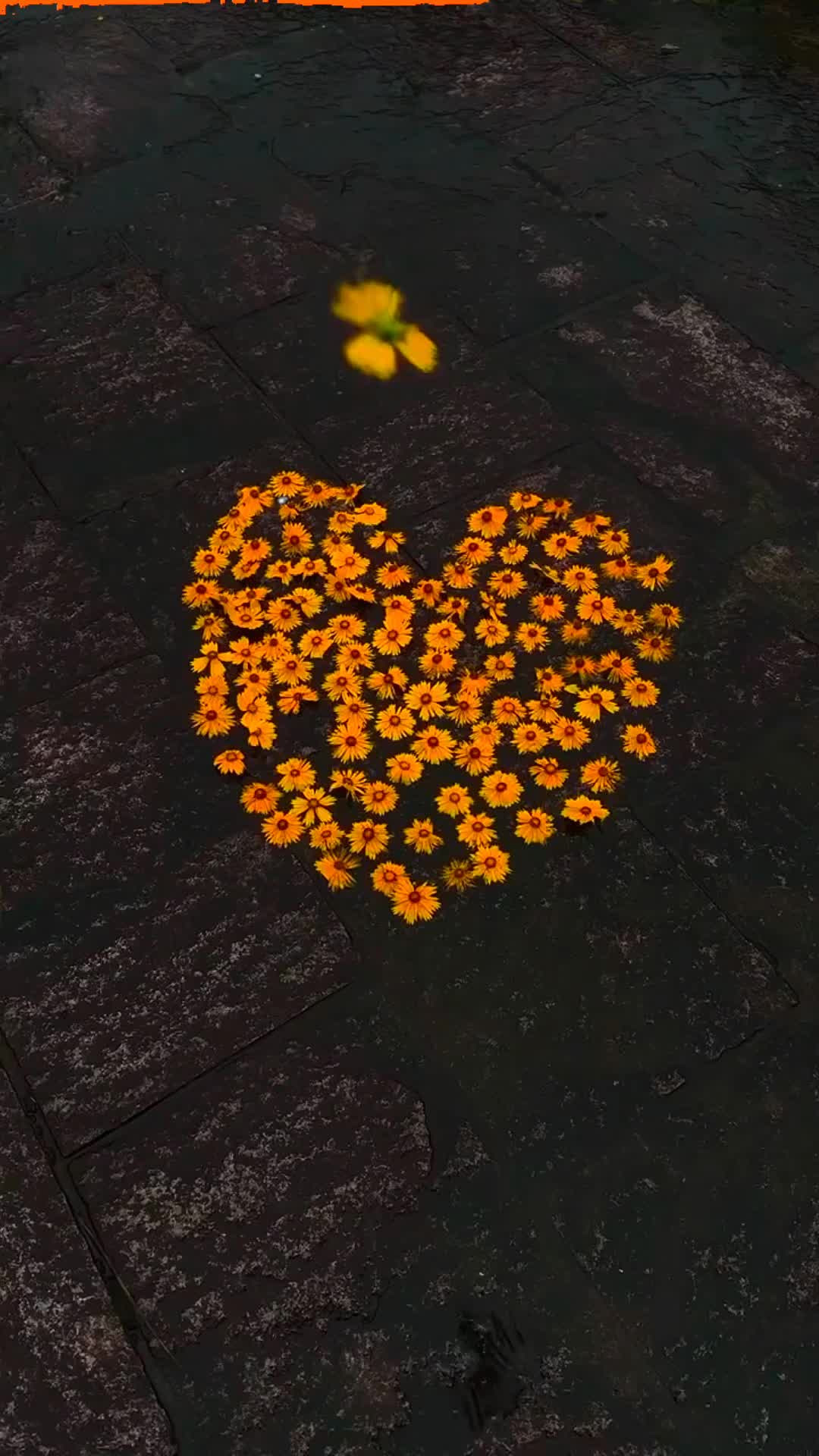 @🖤T.M AMBER🖤