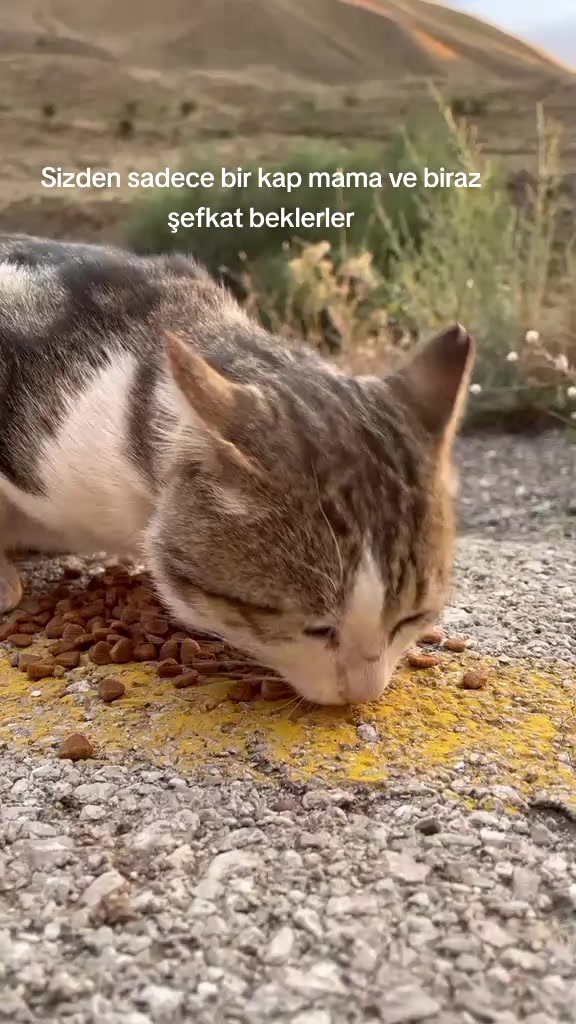 @MAVİİ🐾ALİŞŞ