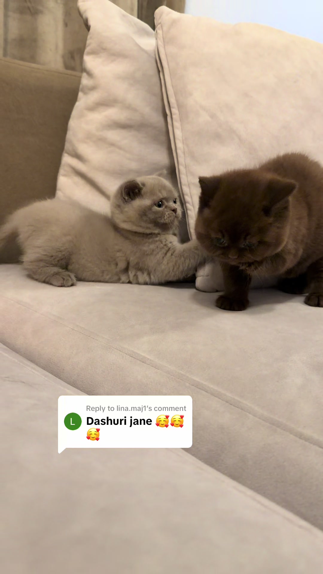 @Lako&rsquo;s_british_cattery