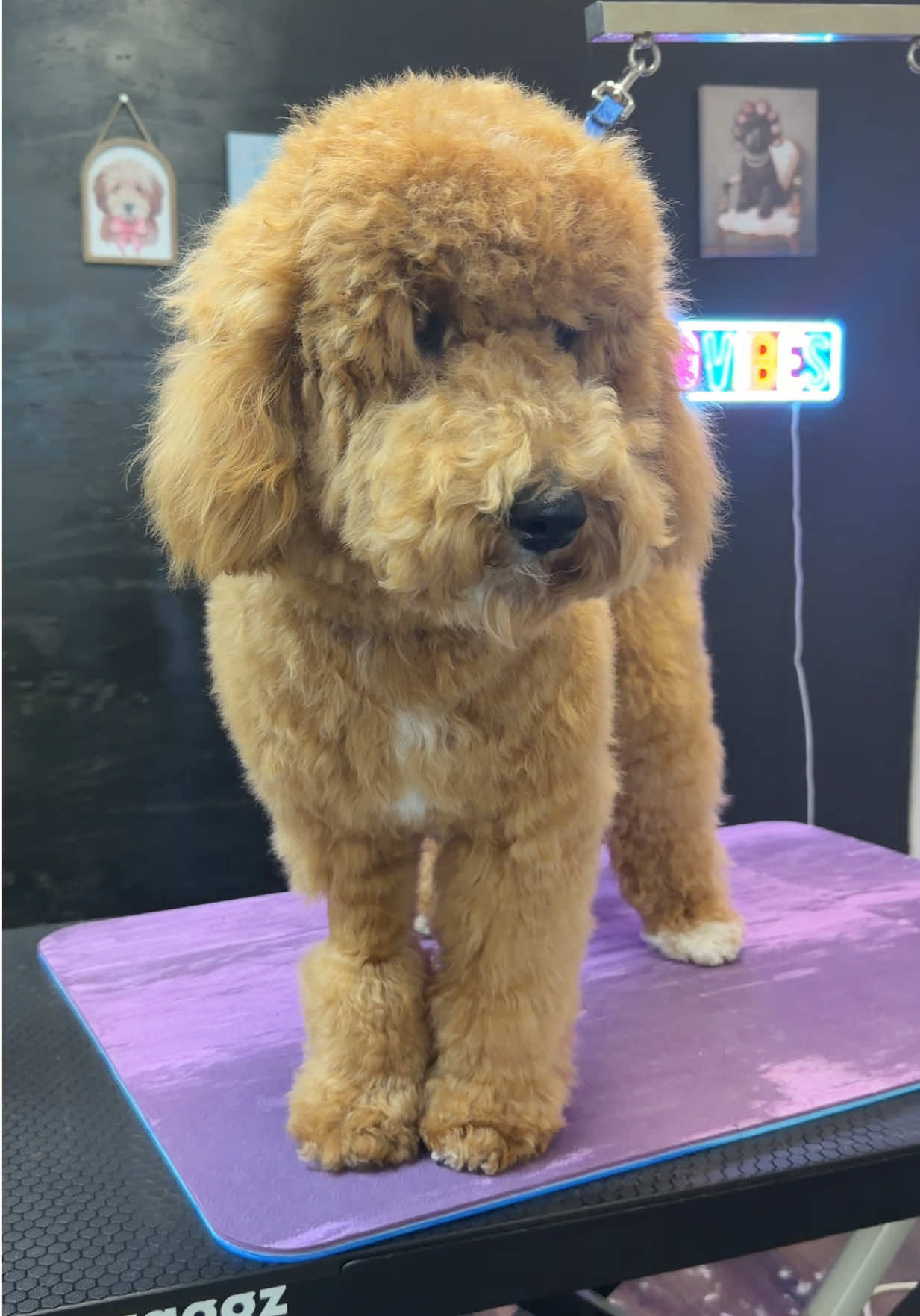 @DIRTY.PAWS.PETSALON