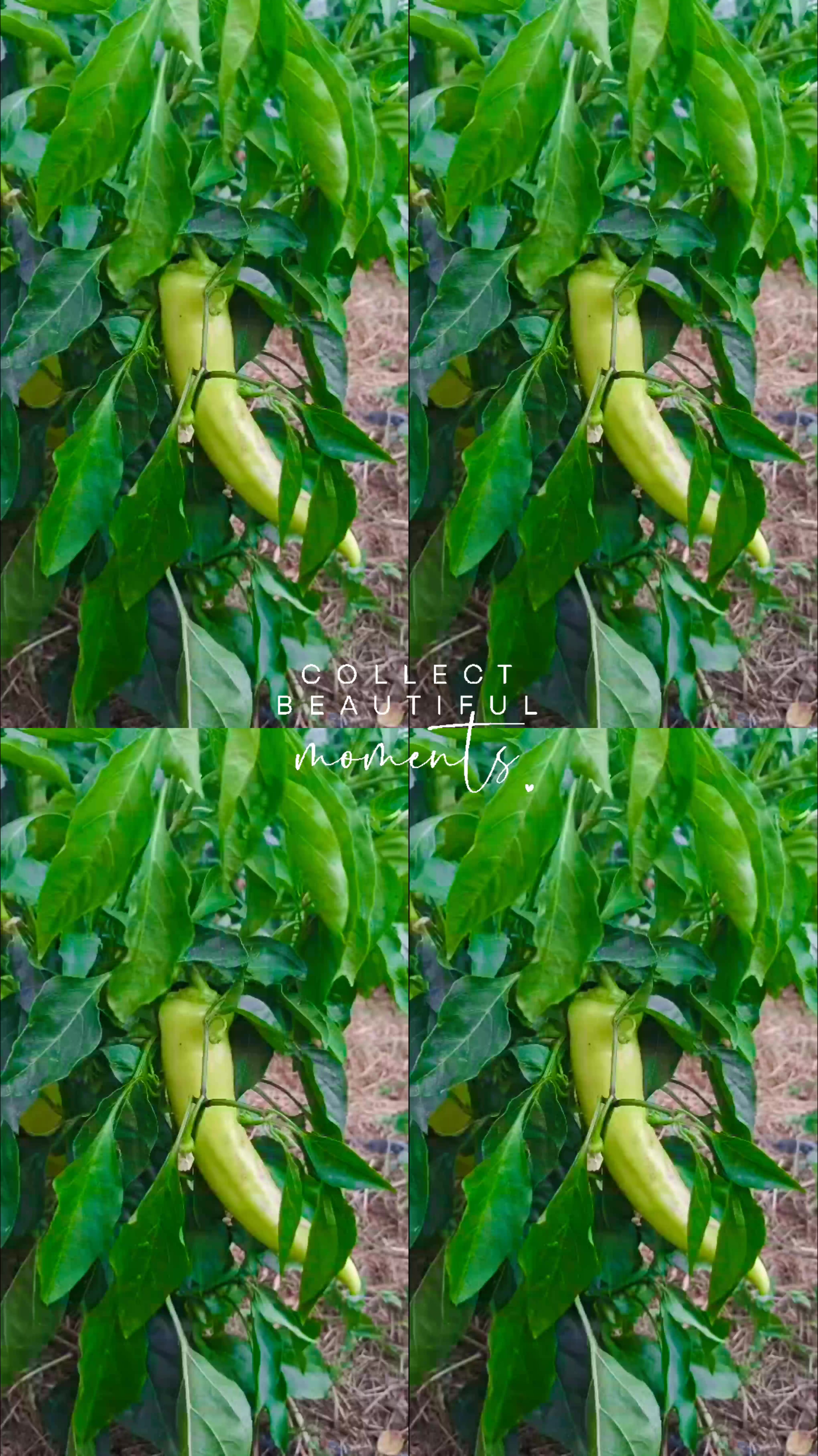 @ₛₗₐₜₖₐ ₘₐₗₐ ᵢzᵥᵣₙᵤₜₐ ₜₒᵣₜₐ🍒