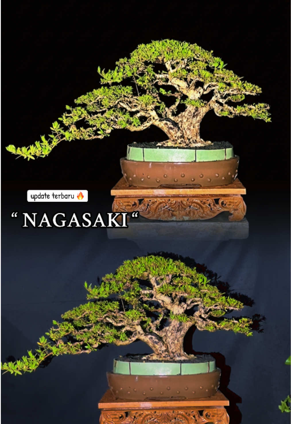 @warbonsai_purwodadi