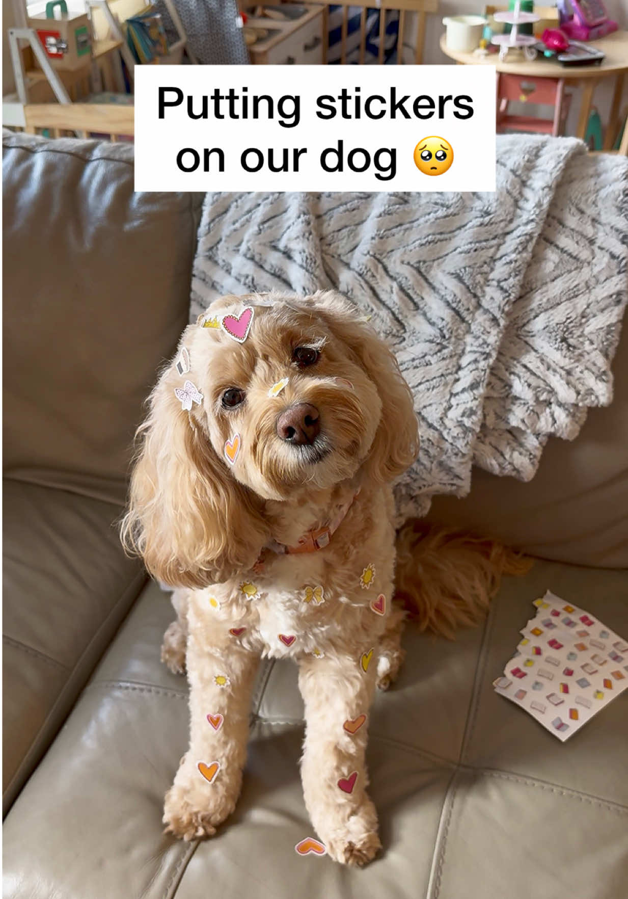 @LunaTheMiniCockapoo