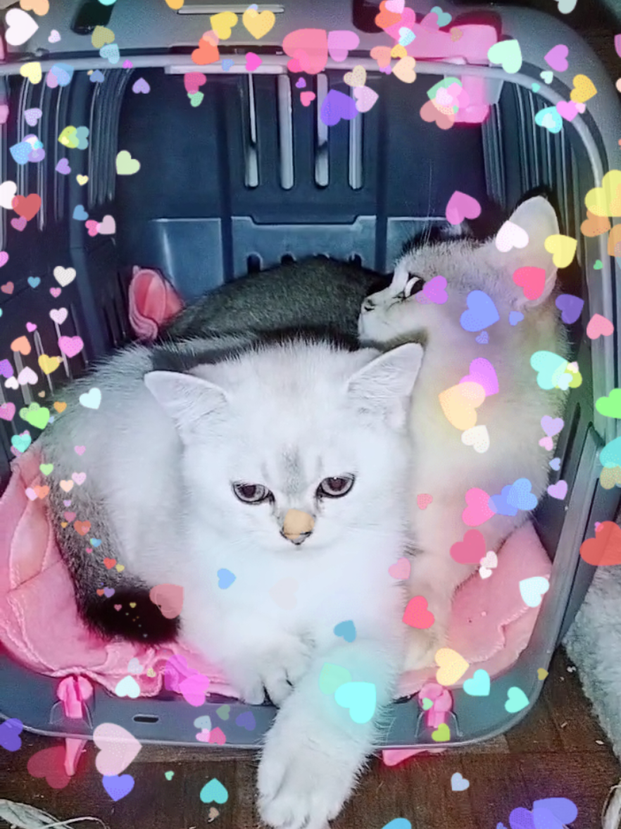 @BKH-KITTEN
