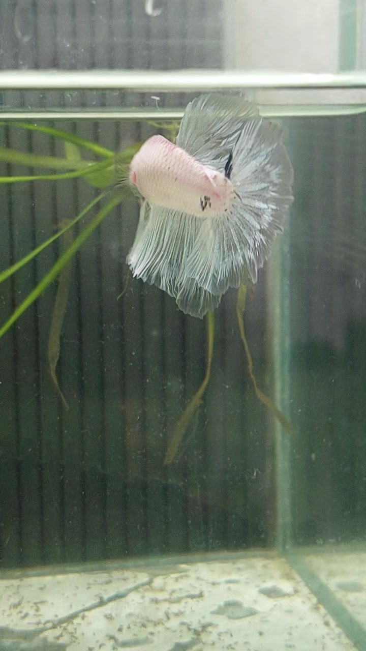 @kintsugibettas