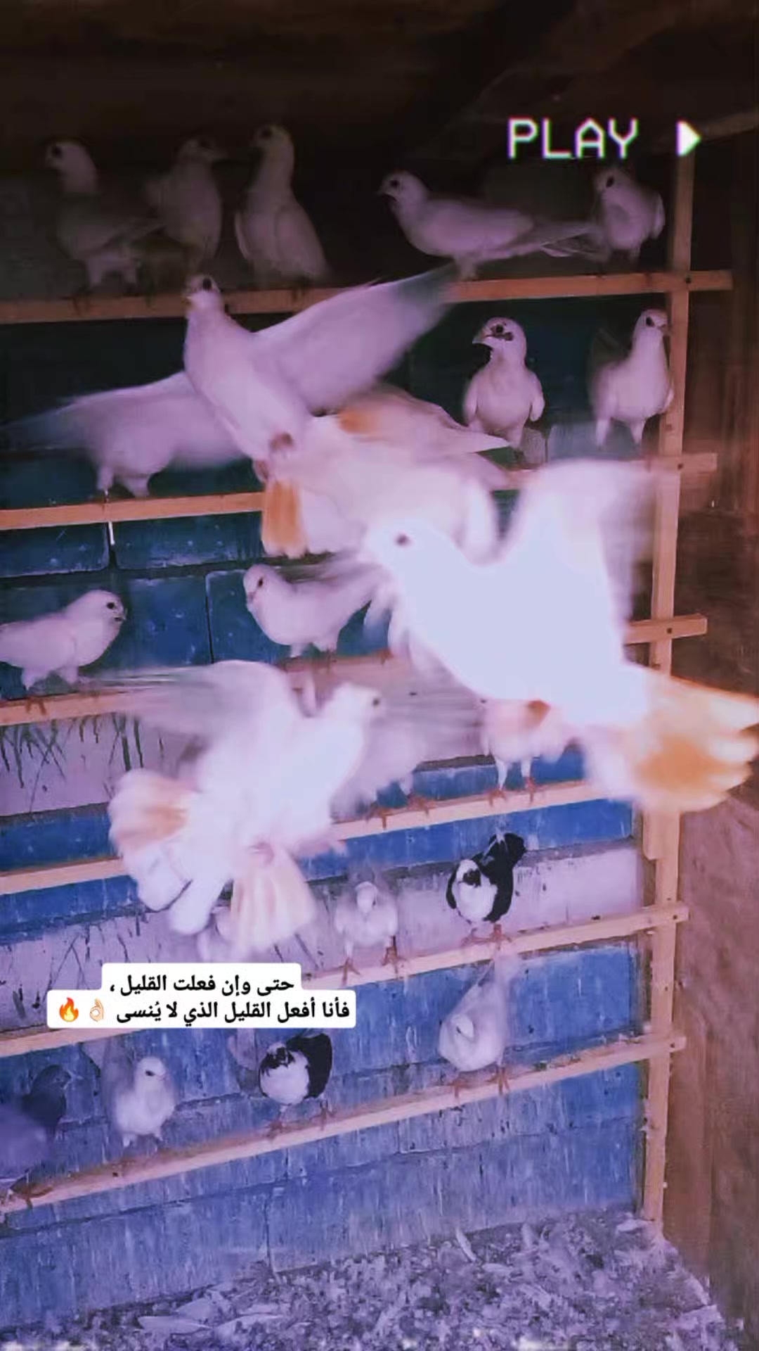 @الہٰٖسہٰٖلہٰٖفہٰٖر ۦٰٰٰ
