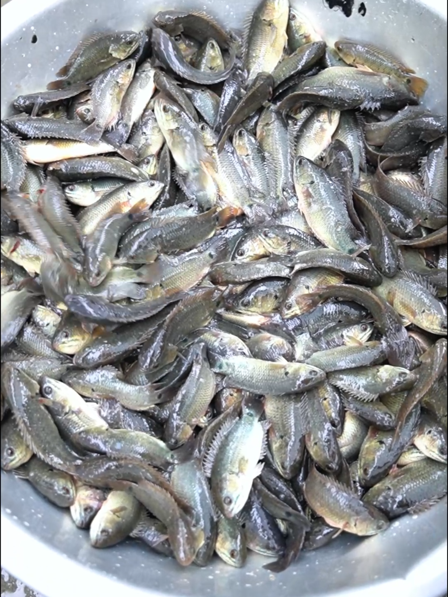 @Trại Cá Giống Quang Lâm