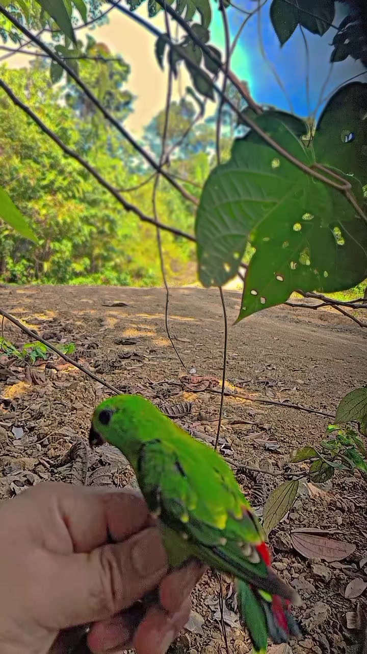 @Srindit kaltara 🦜