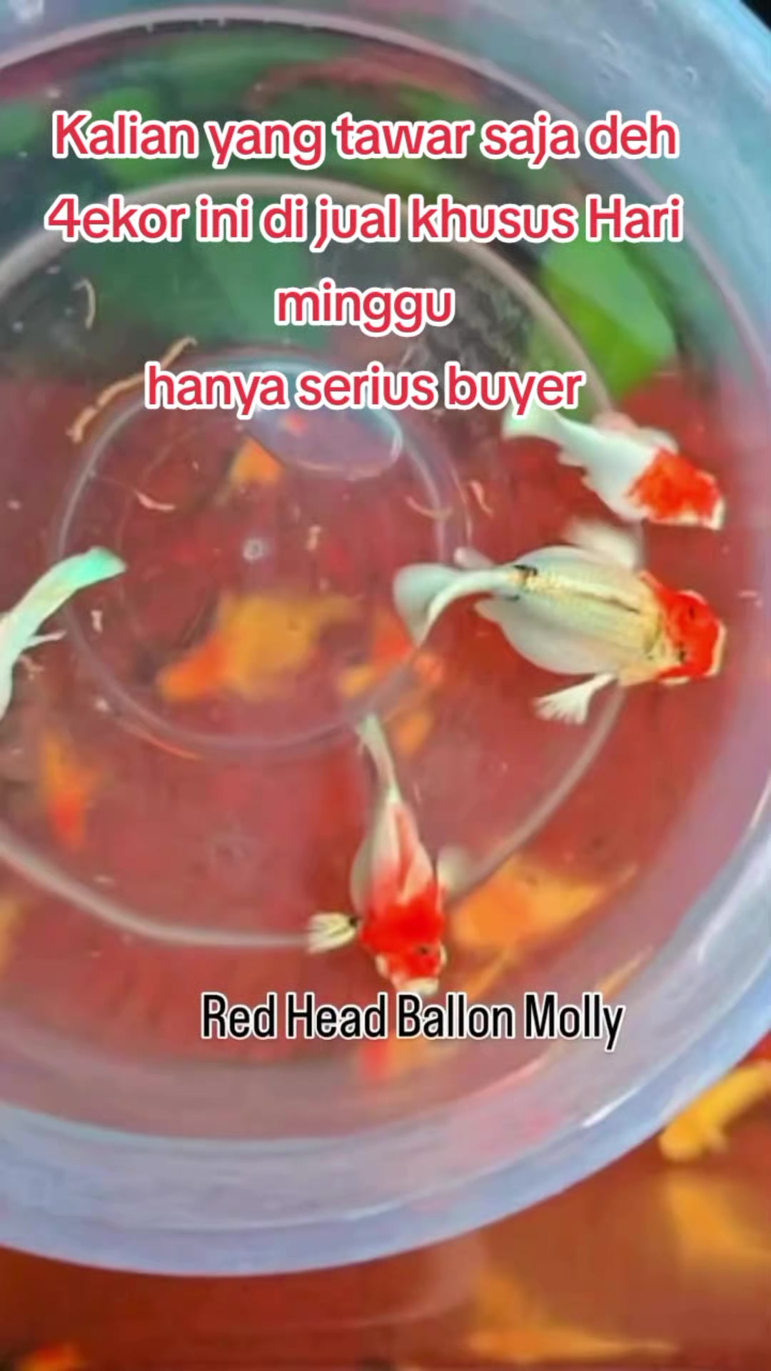 @Wan Aquatic